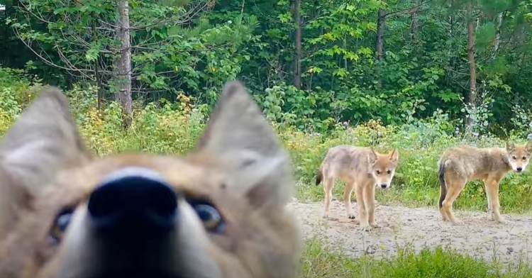 In the bottom left, a wolf pup peaks their face into frame as they investigate the camera. At a distance and on the right side of the photo, two other wolf pups look back at the camera as they walk away.