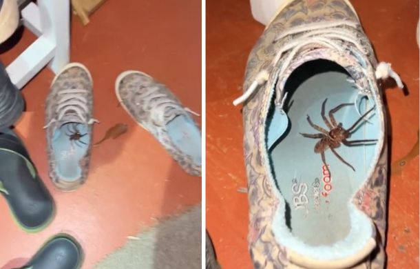 Image shows a pair of shoes that contain an Australian Huntsman spider.