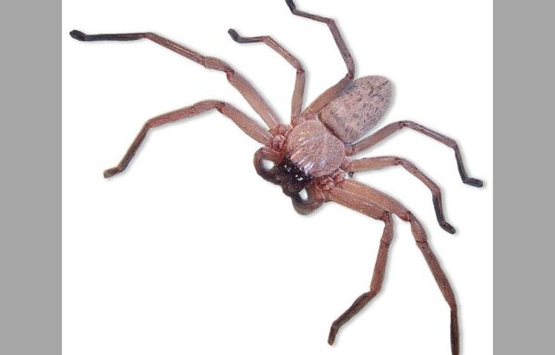 Image shows an Australian Huntsman spider.