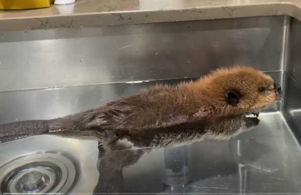 baby beaver swimming in a sink