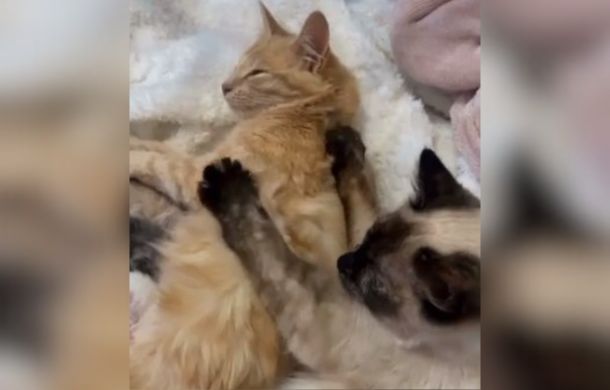 Bonded cats cuddling.
