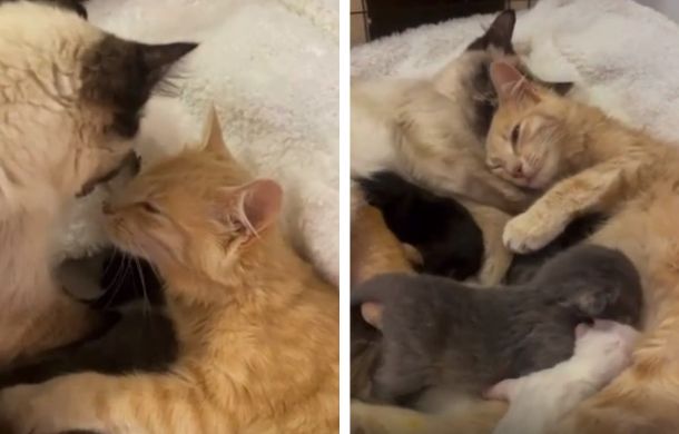 bonded cats cuddle with babies