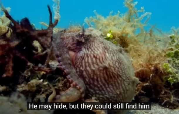 Image shows a coconut octopus hiding on the sea floor.