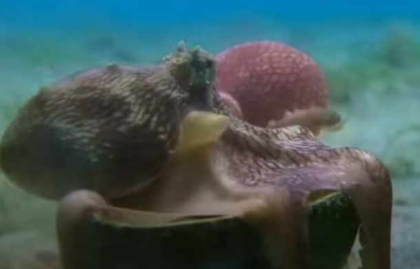 Real octopus hugging his new friend, the spy octopus.