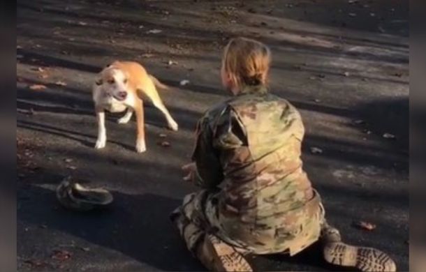 After deployment, this dog is reunited with a soldier, and is hesitant at first