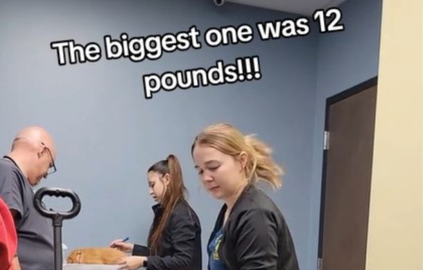 Image shows one puppy on the scale with words that say, "The biggest one was 12 pounds!!!"