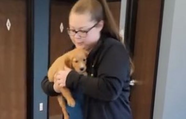 One of a dozen goldens getting some extra loving from a veterinarian technician while checking in at the office.