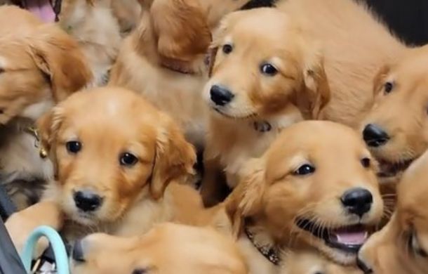 a dozen golden retriever puppies going to the vet for a checkup