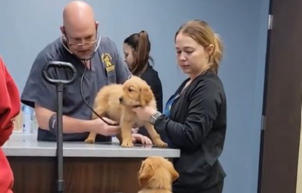 Image shows a nervous pup getting an exam from the vet while its sibling looks on from a wagon carrying a dozen goldens.