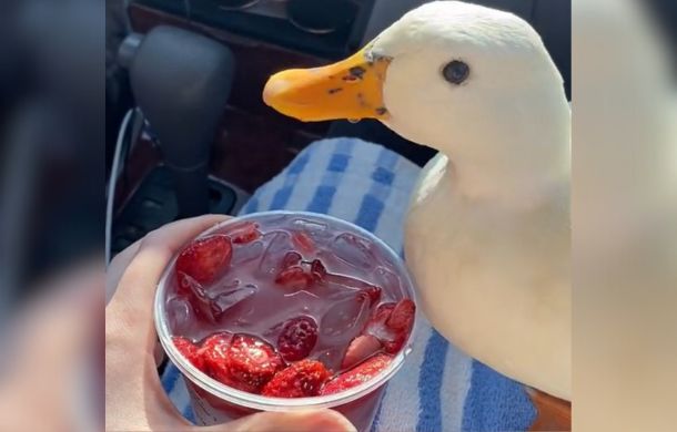 Munchkin the duck drinks a berry-infused ice water from Starbucks.