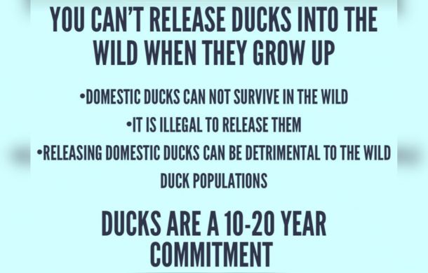 educational information from dunkin ducks