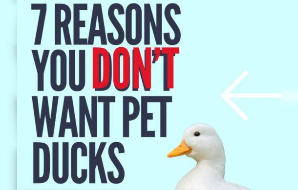 Image shows the cover page of a guide about raising ducks. A small image of a duck is in the lower right corner and the text, "7 Reasons You Don't Want Pet Ducks" cover the rest of the image.
