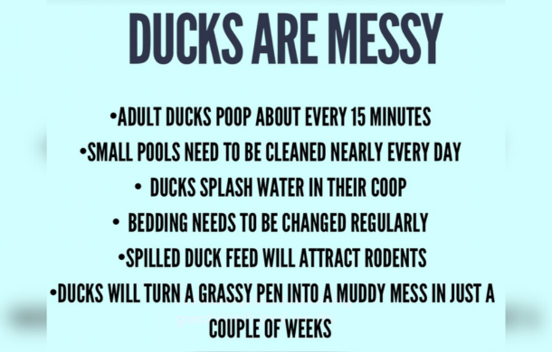 reasons why you don't want to own a pet duck, by dunkin ducks