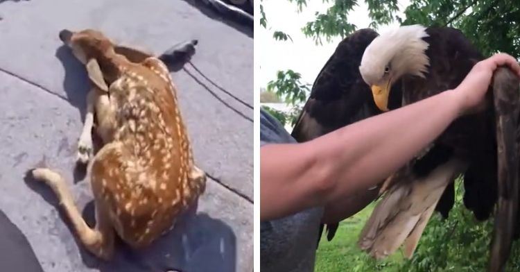 Left frame shows an exhausted fawn that was rescued from a lake. Right frame shows an eagle with a broken wing found in a family's yard. Both animal rescues were successful and both animals were released into their natural habitats.