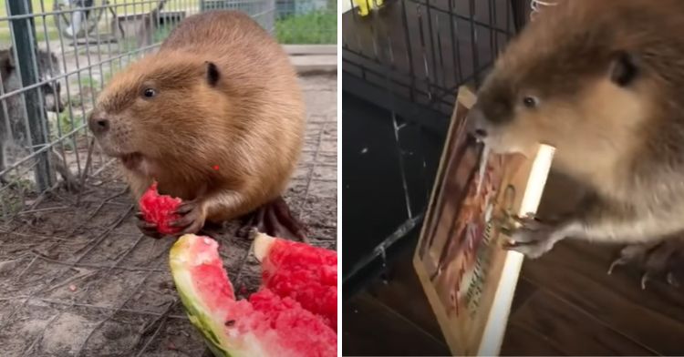 Left image shows a baby beaver enjoying some watermelon. Right image shows a baby beaver carrying a cook book he plans to use as building material.