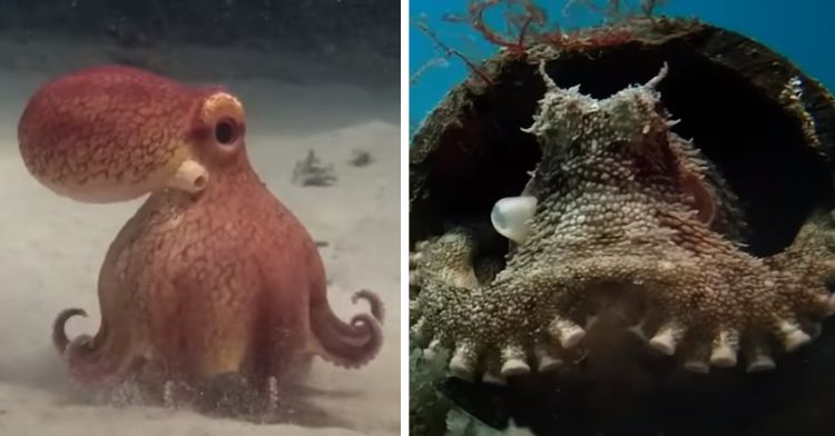 A robot coconut octopus in the left frame. A real coconut octopus in the right frame.