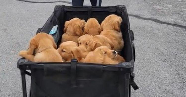 A dozen golden retriever puppies going to the vet in a wagon for their first check up.