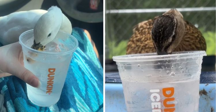 Image shows two panels with ducks drinking ice water from Dunkin Donuts.