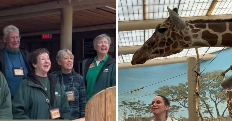 Brookfield Zoo staff sing happy birthday to Arnieta the giraffe.