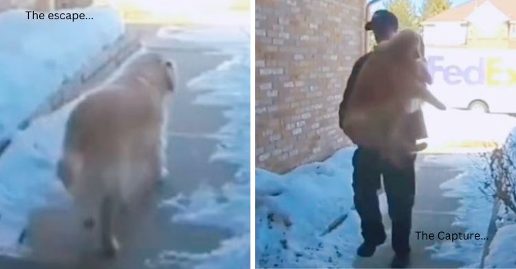 FedEx Driver (right frame) rescues a golden retriever that had escaped out an open door (left frame)