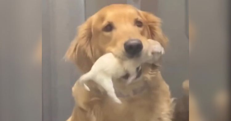 A golden retriever shows off her baby to visitors.