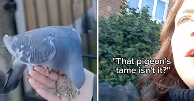 Left frame shows a homing pigeon eating seeds from the hand of its trainer. Right frame shows the trainer panicking when a stranger talks to them.