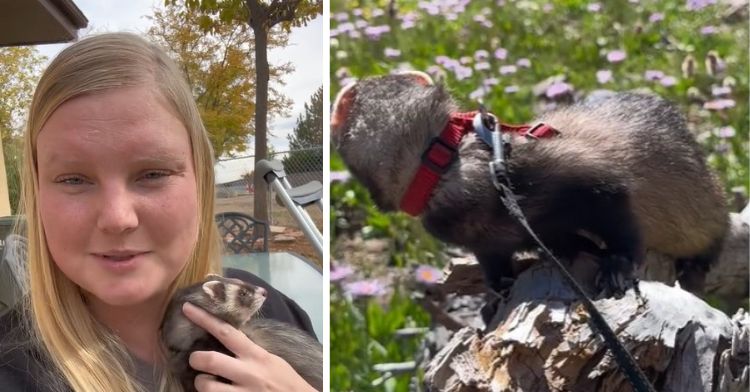 Jesse James the hiking ferret with his "mom" in the left frame. Jesse perching on a fallen branch enjoying beautiful scenery in the right frame.