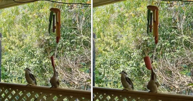 Two images of a wild laughing kookaburra playing with a bamboo wind chime.
