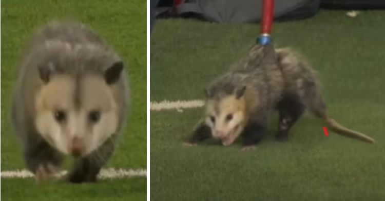 Image on left shows an opossum runing on a football field. Right image shows the same opossum after capture being taken off the field in a pole snare.