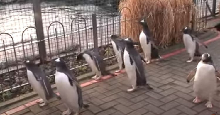 Image shows the penguin parade at the Edinburgh Zoo in Scotland.