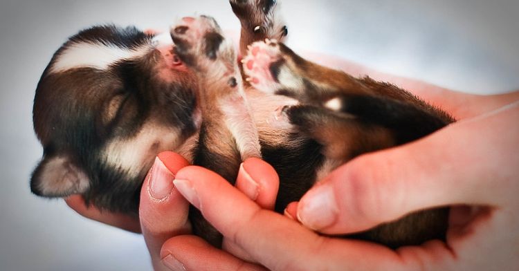 Image shows a newborn puppy.