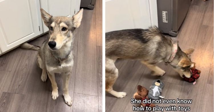 Left frame shows rescue pup Rory sitting patiently. Right frame shows her selecting her first toy.