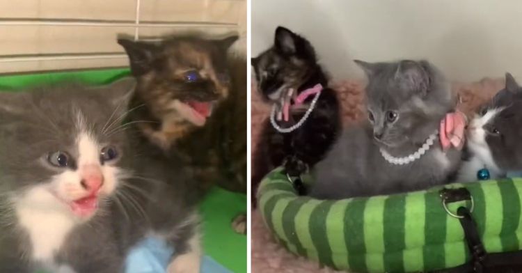 Left frame shows spicy kittens hissing. Right frame shows them after taming and ready for adoption.