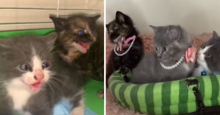 Why Rescue Spicy Kittens? Foster Mom Shares Poignant Message On “Difficult” Cats.