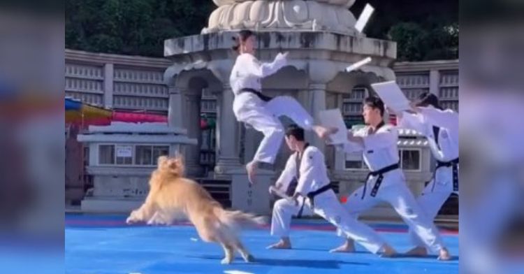 High flying Taekwondo kicks provide to many sticks for this golden retriever to chase.