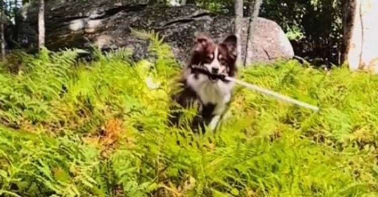 Image shows an Australian shepherd running through a forest with a foam sword.