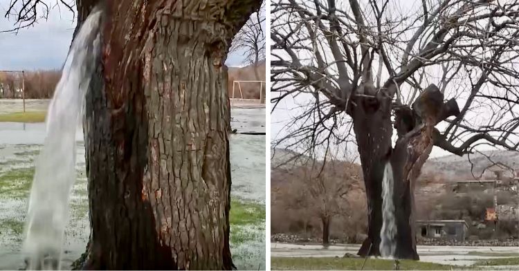 Image shows two views of the mulberry tree gushing water in Dinosa, Montenegro.