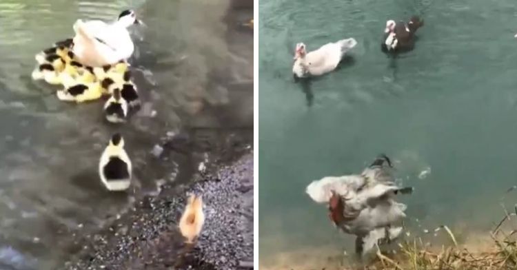 Split frame shows a chick following ducklings into a pond on the left. Right frame is the same chicken, fully-grown, leaving the pond.
