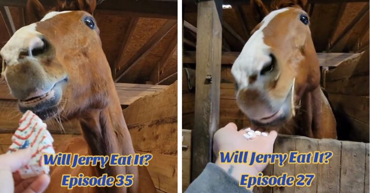 Image shows a horse named Jerry eating weird human snacks.