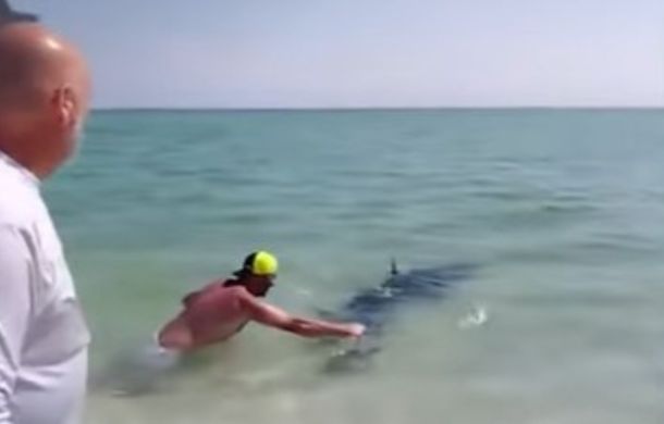 Assisting a Mako shark into deeper waters after a brave rescue on a Florida beach.