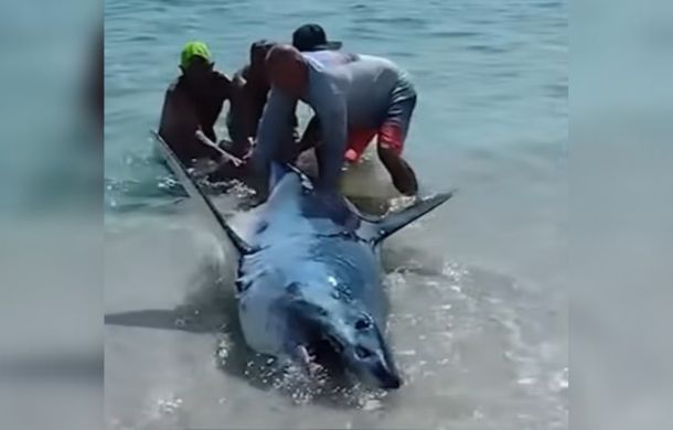 Four men attempting to rescue a Mako shark stranded on a Florida beach.