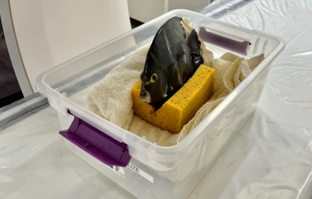 Image shows a French angelfish undergoing a CT scan to discover the cause of a buoyancy issue.