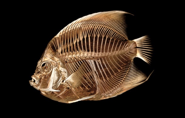 Image shows the skeletal structure of a French angelfish from a CT scan.