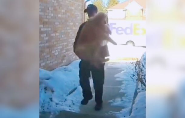 A FedEx delivery driver brings home an escaped golden retriever.