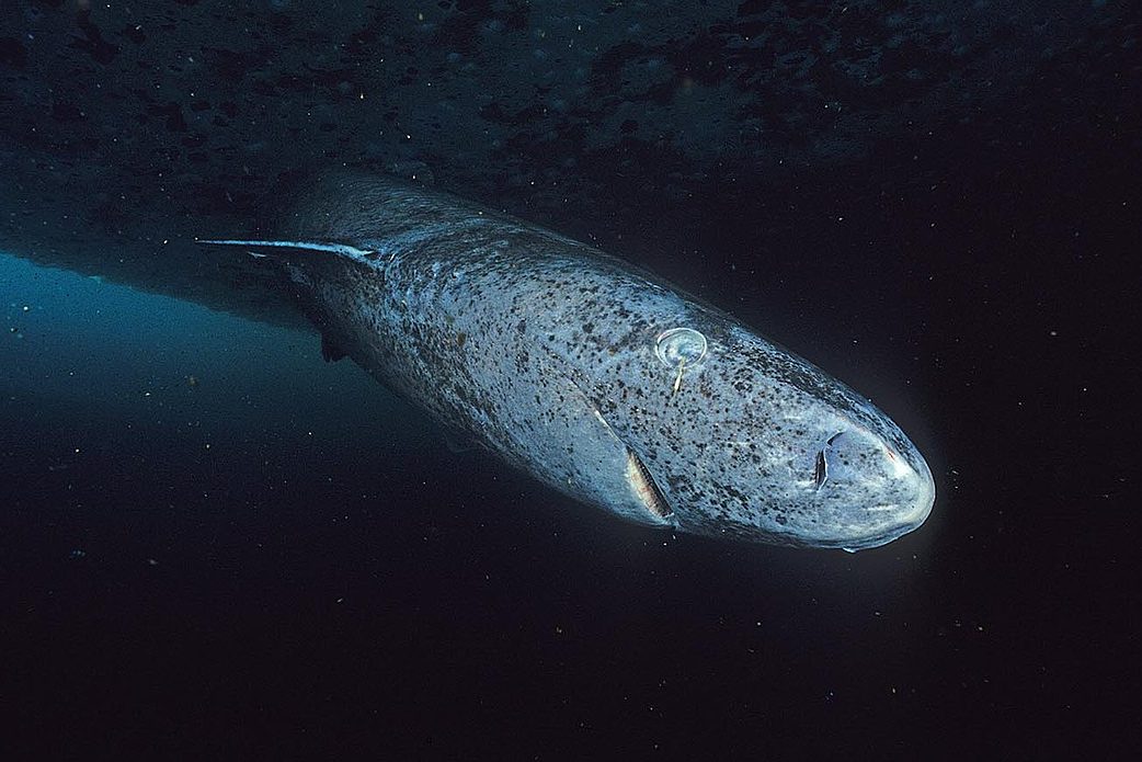 A Greenland shark swimming in deep waters. 