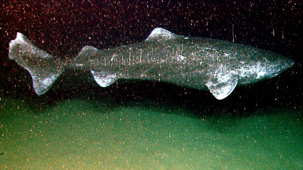 A Greenland shark, which prefers cold water and can live up to 500 years old