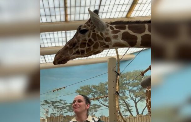 Giraffe mesmerized by Brookfield Zoo staf as they sing "Happy Birthday" to her.
