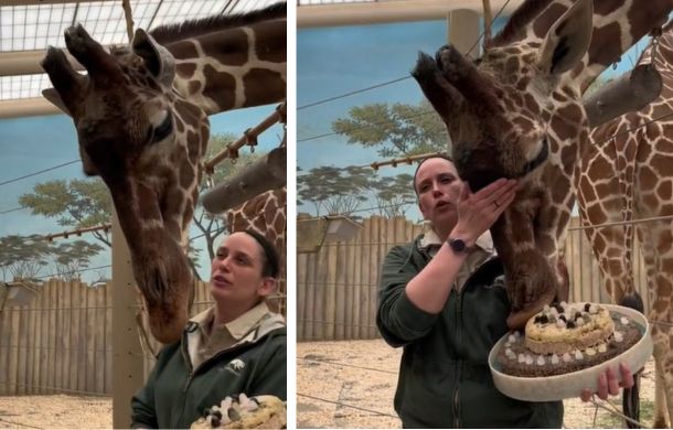 After a song, Arnieta wanted her cake! Image is two frames of the her sniffing, then taking a bite of her special cake.