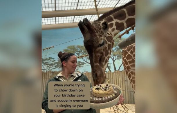 Arnieta the giraffe got a special birthday cake.