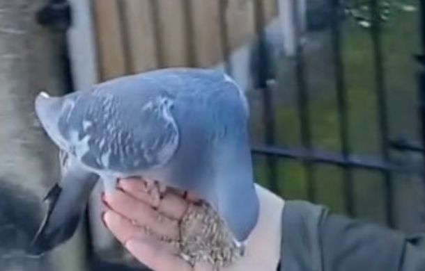 Image shows a homing pigeon eating seeds from its trainer's hand.